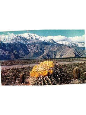 A Springtime Contrast The Desert Postcard Barrel Cactus & Snow-Capped Mountains
